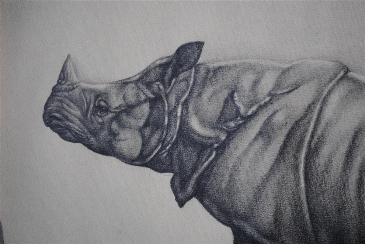 Dessin animalier au crayon sur papier Rhinocéros encadré