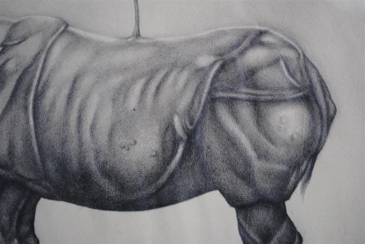 Dessin animalier au crayon sur papier Rhinocéros encadré