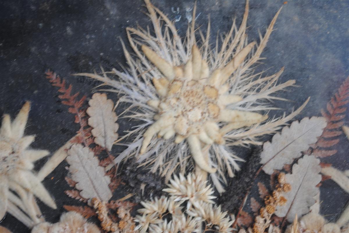 Souvenir des Alpes composition de fleurs séchées fin XIXème
