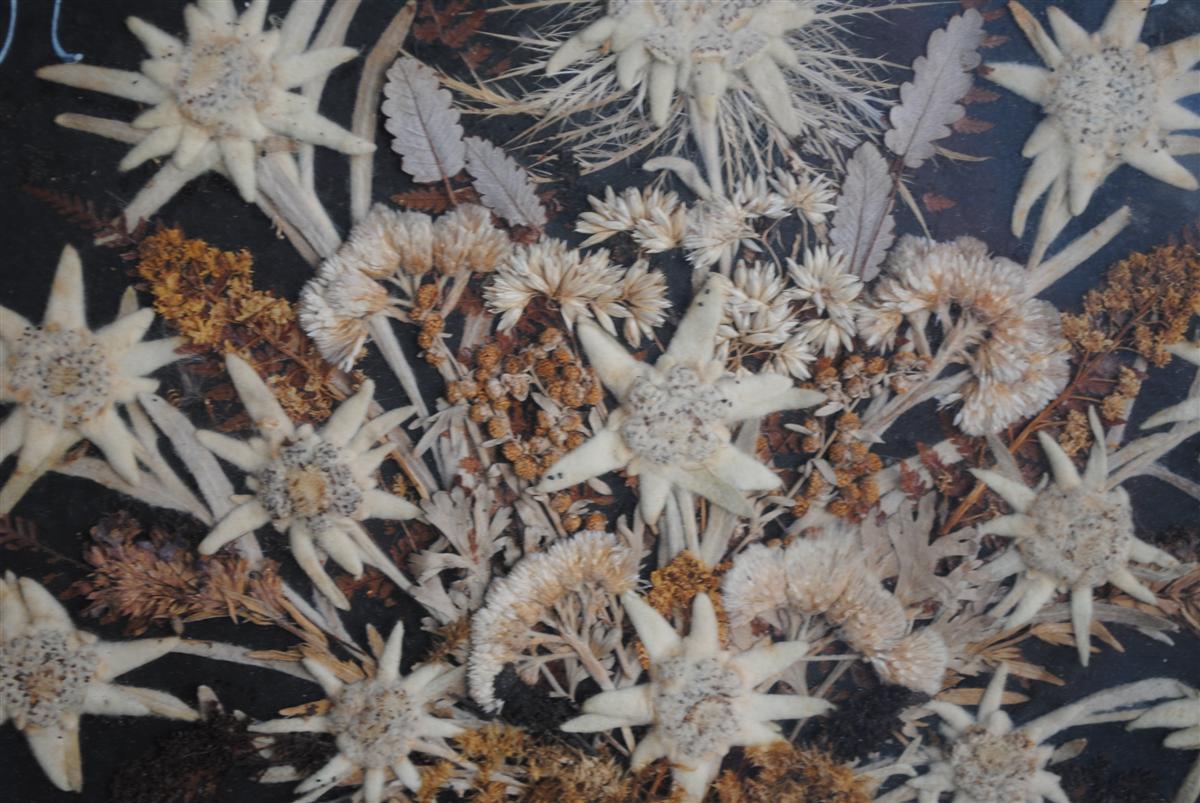 Souvenir des Alpes composition de fleurs séchées fin XIXème