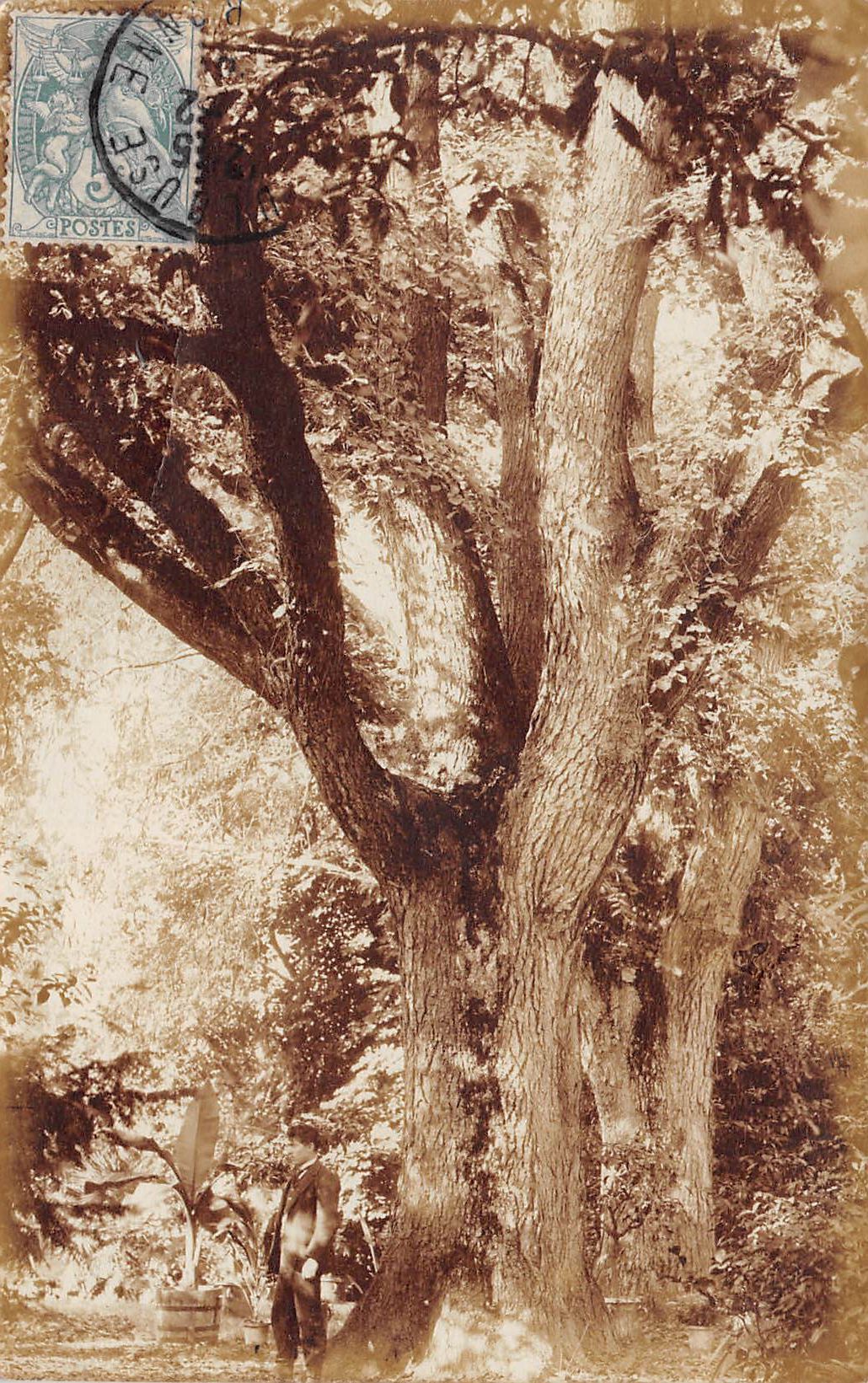 Carte postale ancienne - carte photo homme devant un vieux chêne colossal