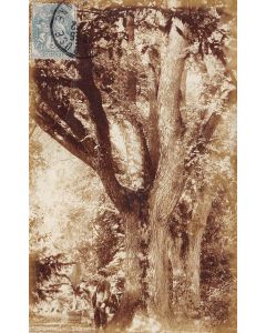 Carte postale ancienne - carte photo homme devant un vieux chêne colossal