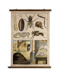 Affiche entomologique ancienne chromolithographie " La mouche"