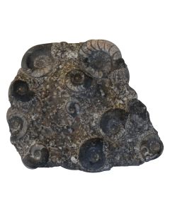Pierre d'ammonites 