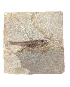 Pierre fossile de poisson Dapalis Macurus 