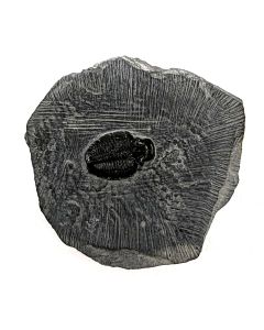 Pierre fossile Elrathia Kingii Trilobite Plaque - Cambrien