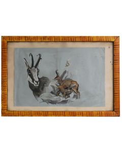 Dessin aquarelle animalière aux chamois d'Henri Fanjul