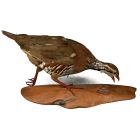 Animal empaillé naturalisé Perdrix pieds rouges