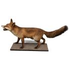 Animal empaillé naturalisé Renard le Goupil